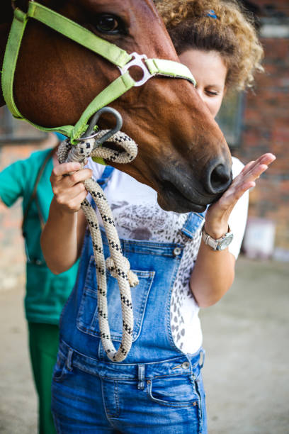 istock There is a bond between horse and rider 985869052