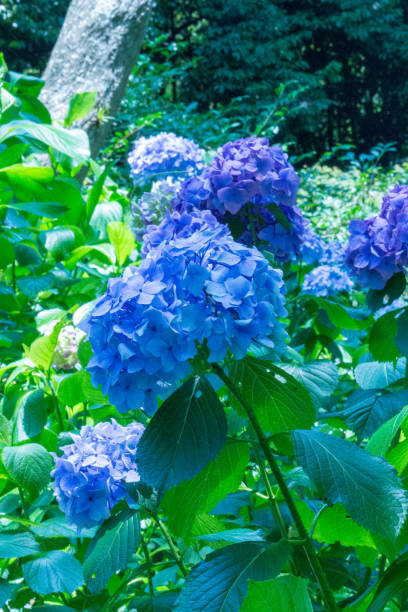 istock Hydrangea flower.Shot in Japan.close-up.People are not shown. 985873824