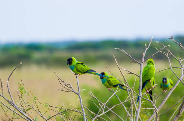 istock Beautiful birds Prince-Black Parakeets or Nanday Parakeet (Aratinga nenday) 985879510