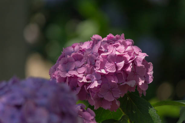 istock Hydrangea flower.Shot in Japan.close-up.People are not shown. 985880056