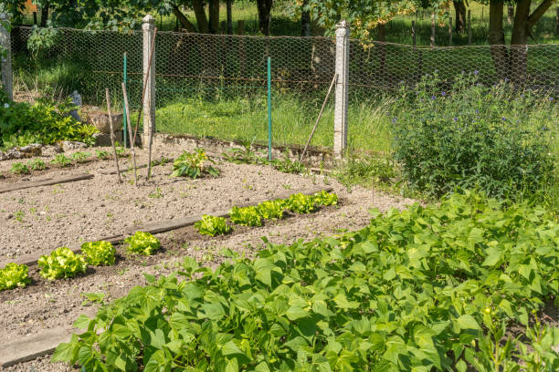 istock Small vegetable garden with lettuce an green beans 985882898