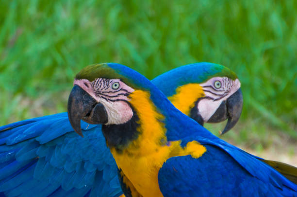 istock Beautiful Blue-and-yellow Macaw (Ara ararauna) 985883828