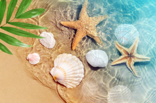 istock starfish and seashell on the summer beach in sea water. 985883938