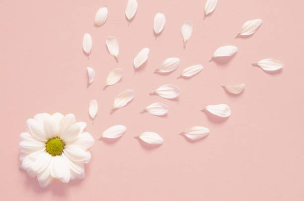 istock Spring or summer background with copy space for text. Chamomiles white flower with yellow heart. Top view. 985883954