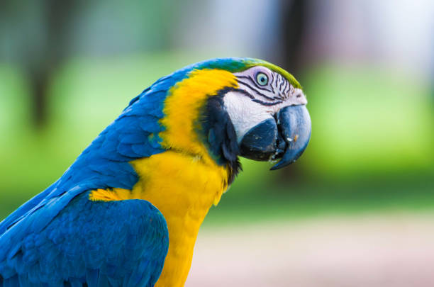 Beautiful Blue-and-yellow Macaw (Ara ararauna) in the Brazilian wetland.