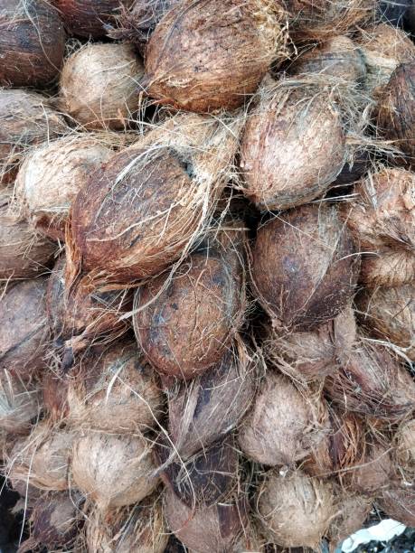 istock Coconut for sale at market 985884712