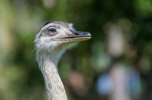 istock Beautiful Ema or Greater Rhea (Rhea americana) 985884856