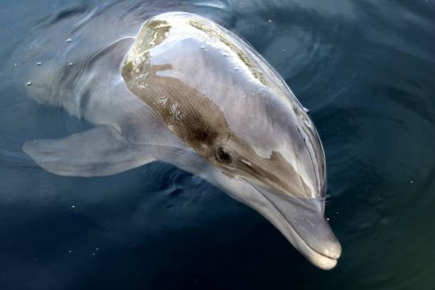 istock Our Friend the Dolphin 985884970