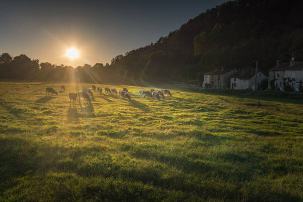 Cattle at the last light of a beautiful day in lush meadow and view on the village of Roches sur Rognon