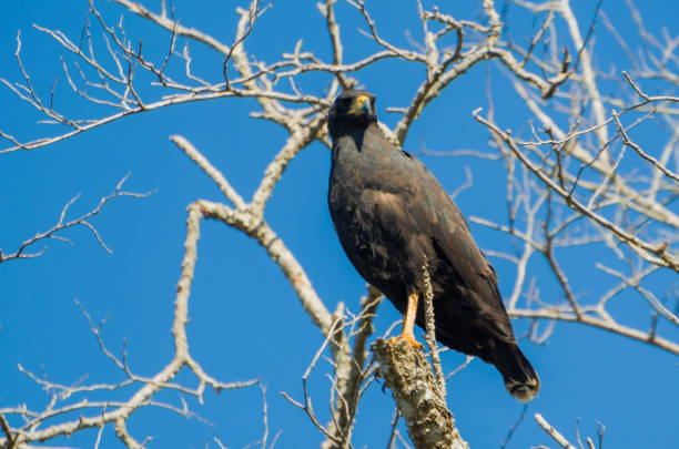 Beautiful Gaviao Preto or Great Black Hawk (Urubitinga urubitinga) in the Brazilian wetland.