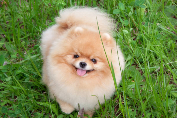 istock Cute pomeranian spitz puppy is looking at the camera. Deutscher spitz or zwergspitz. 985887914