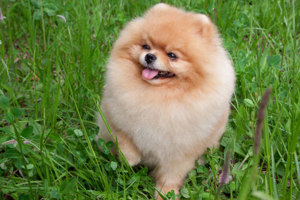 istock Cute pomeranian spitz puppy is standing on a spring meadow. Deutscher spitz or zwergspitz. 985887996