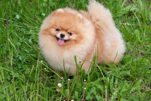 istock Cute pomeranian spitz puppy is looking at the camera. Zwergspitz or deutscher spitz. 985888122