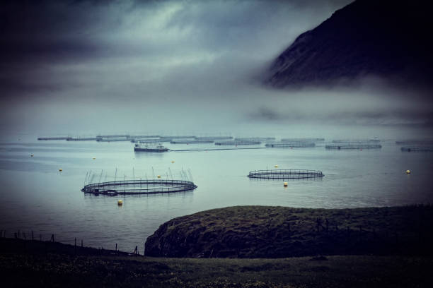fish farm in faroe islands
