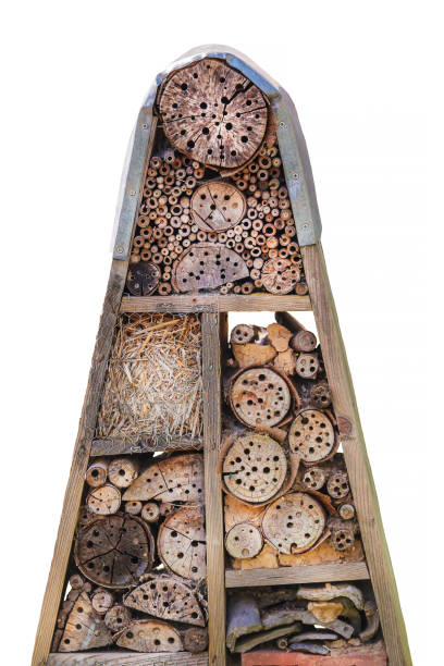 Insect hotel with wooden natural shelters isolated on a white background