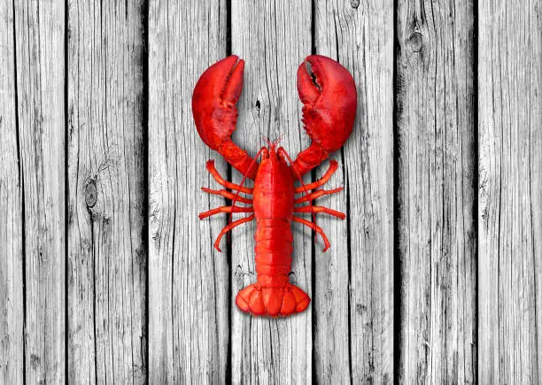Lobster on old white wood background as weathered copy space representing seafood and marine ocean or sea lifestyle.