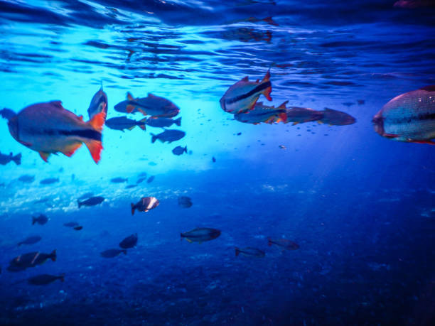 istock Beautiful fish in turquoise waters 985893850