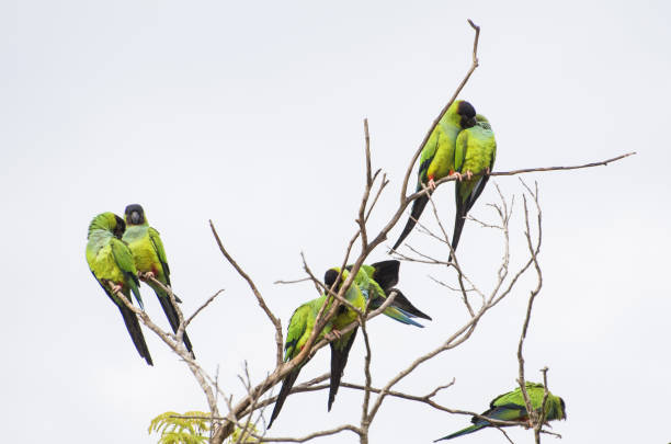 istock Beautiful birds Prince-Black Parakeets or Nanday Parakeet (Aratinga nenday) 985894448