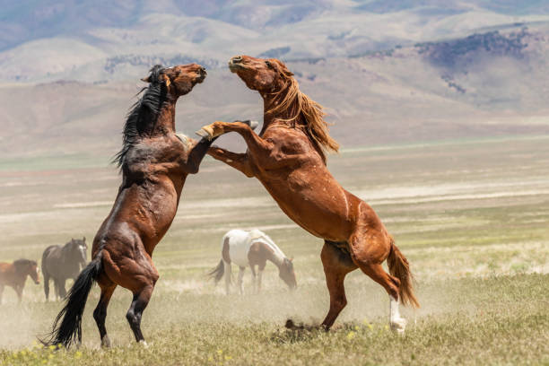 istock Wild Horse Stallions Fighting 985894620