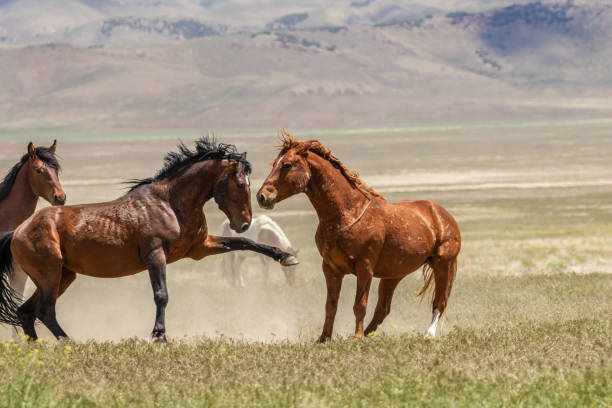 istock Wild Horse Stallions Fighting 985895212