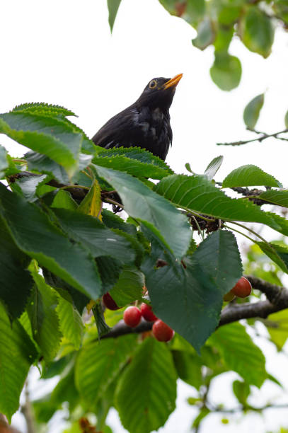 istock European Blackbird Turdus merula perched in cherry tree. 985898500