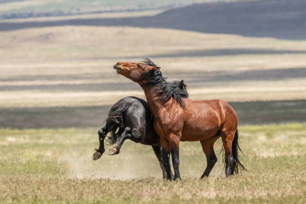 istock Wild Horse Stallions Fighting 985898564