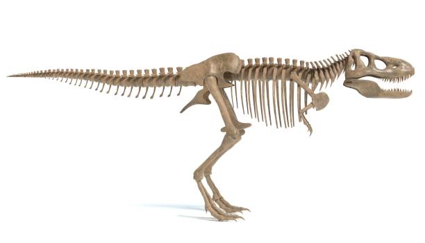 tiranosaurio esqueleto - dinosaur fossil tyrannosaurus rex animal skeleton fotografías e imágenes de stock