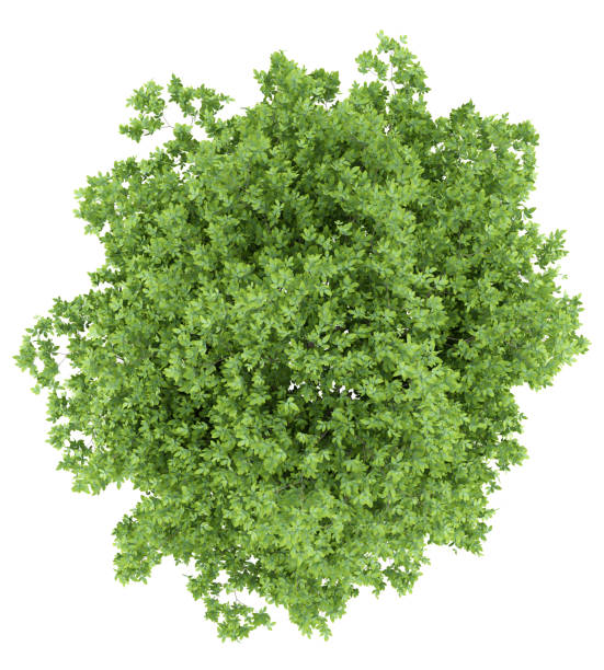 istock top view of lemon tree isolated on white background 985903808