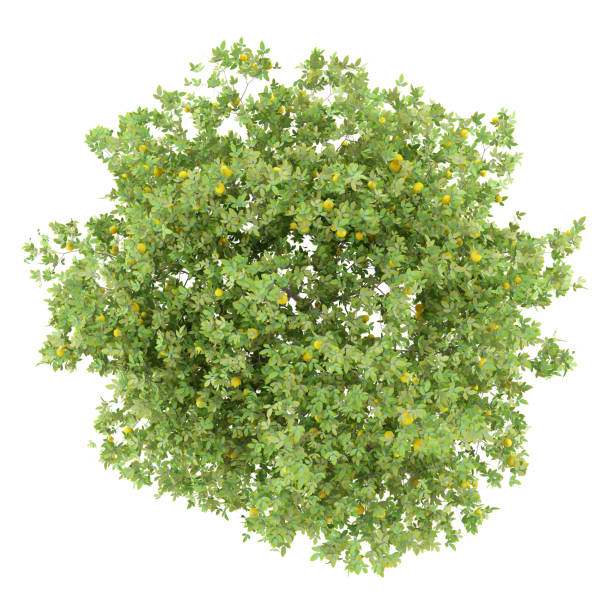 top view of lemon tree with lemons isolated on white background