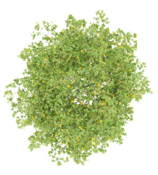 istock top view of lemon tree with lemons isolated on white background 985904682