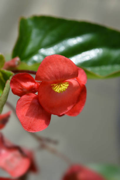 istock Dragon wing red begonia 985913234