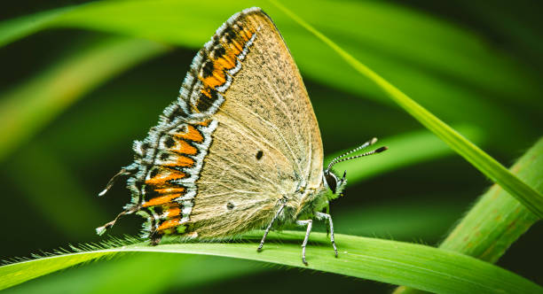 Captured in Nature Reserve called Murnauer Moos, Germany