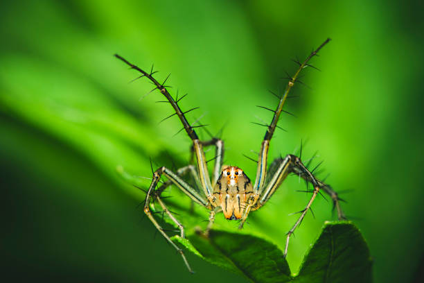 Outdoor macro image of alert brown lynx spider sits on leaf and waits for prey in nature. No people, full length and selective focus with copy space.