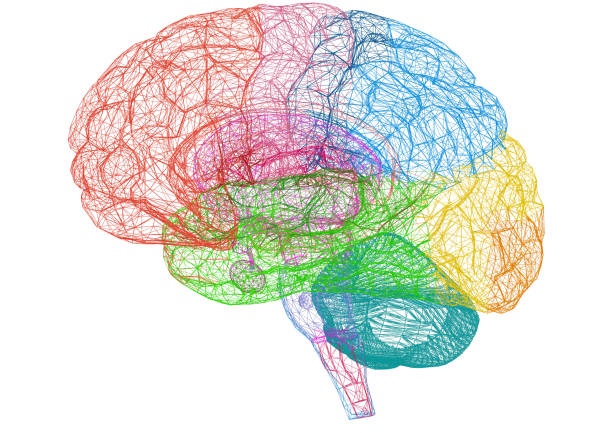 腦素描–藍圖-隔離 - 人體部分 圖片 個照片及圖片檔