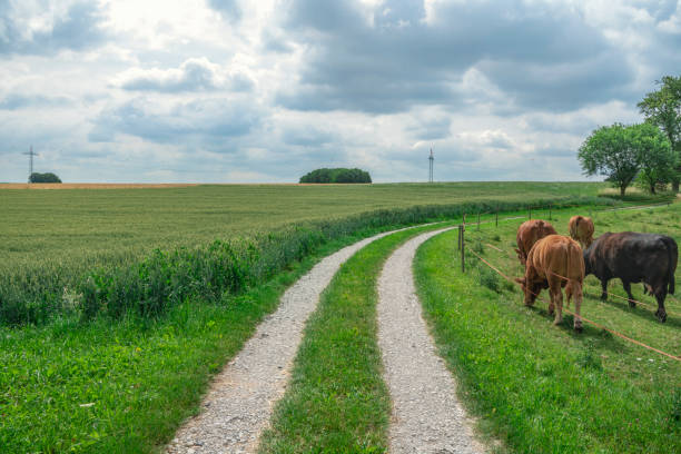 istock Country road between a farm and grain fields 985918816