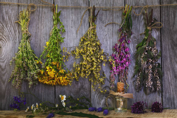 istock Medicinal herbs are also used to add to tea. Bundle of plants in the drying process 985921580