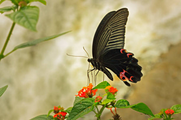 istock Black butterfly in vietnam 985936292