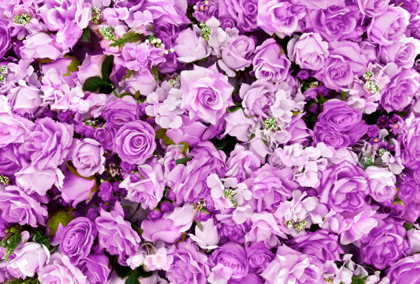 Purple rose flowers bouquet background for Valentine's Day decoration, top view. Purple rose flowers bouquet background for Valentine's Day decoration, top view. purple flower stock pictures, royalty-free photos & images