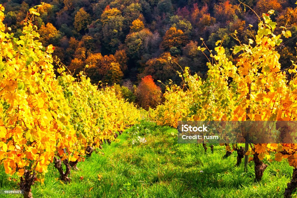 View of autumn vineyards near Bacharach town in Rhine valley, Rhineland-Palatinate, Germany Vineyards in Rhine valley, Germany Autumn Stock Photo