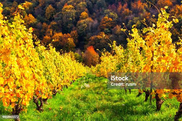 View Of Autumn Vineyards Near Bacharach Town In Rhine Valley Rhinelandpalatinate Germany Stock Photo - Download Image Now