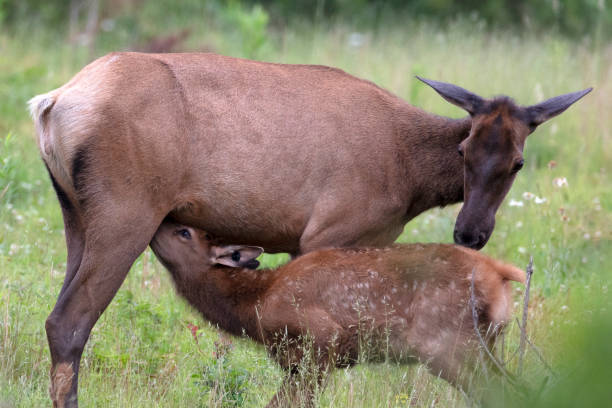 istock Elk Cow and Calf 985946466