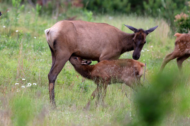 istock Elk Cow and Calf 985946630
