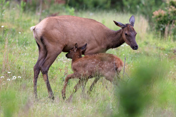 istock Elk Cow and Calf 985946850