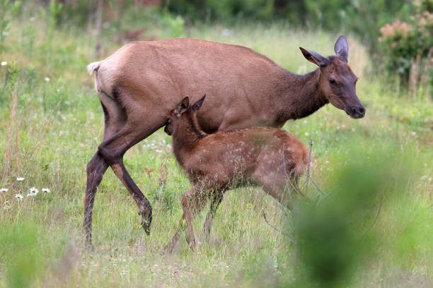 istock Elk Cow and Calf 985947012