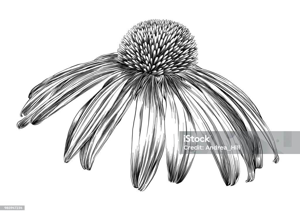 Echinacea Blume oder Sonnenhut Tintenstift Vektor Zeichnung - Lizenzfrei Blume Vektorgrafik