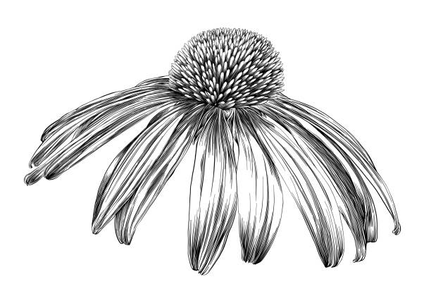 echinacea blume oder sonnenhut tintenstift vektor zeichnung - illustration and painting engraved image engraving pencil drawing stock-grafiken, -clipart, -cartoons und -symbole