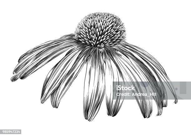 Echinacea Blume Oder Sonnenhut Tintenstift Vektor Zeichnung Stock Vektor Art und mehr Bilder von Blume