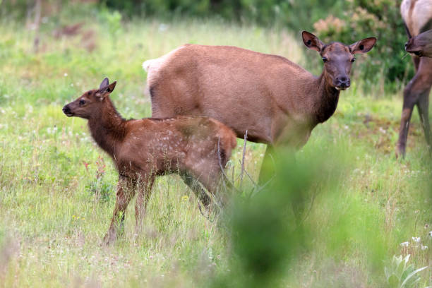 istock Elk Cow and Calf 985947472