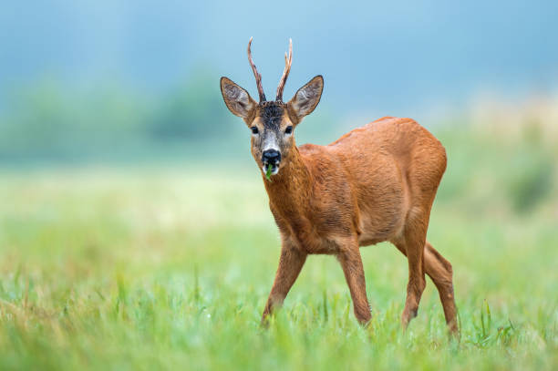 istock Wild roe buck standing in a field and eating weed 985947578