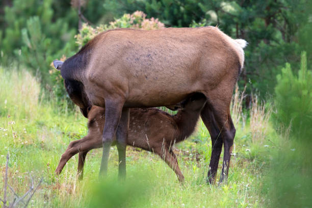 istock Elk Cow and Calf 985952340